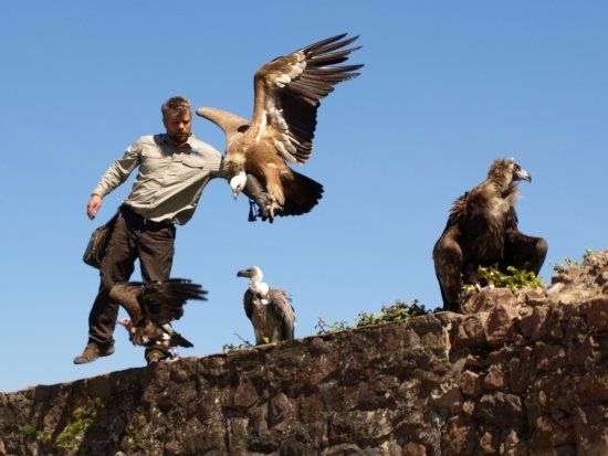 La Volerie des Aigles